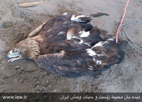 قتل عام پرندگان مهاجر در فریدونکنار +عکس