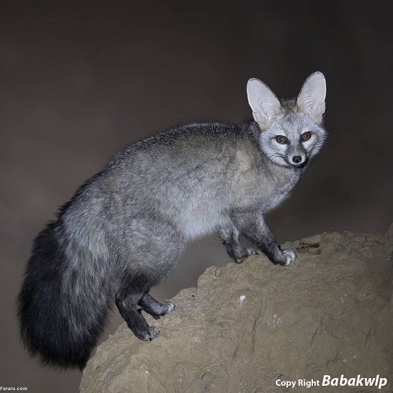 زیباترین روباه ایران را ببینید