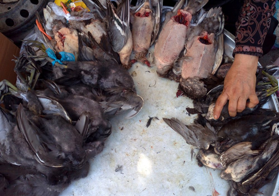 نسل‌کشی پرندگان مهاجر در خوزستان