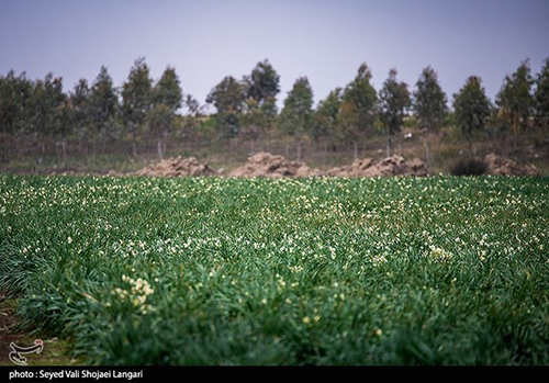 عکس‌های برداشت گل نرگس از مازندران دل‌تان را می‌برد