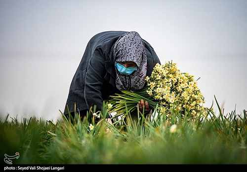 عکس‌های برداشت گل نرگس از مازندران دل‌تان را می‌برد