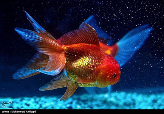 عکس: ماهی قرمز