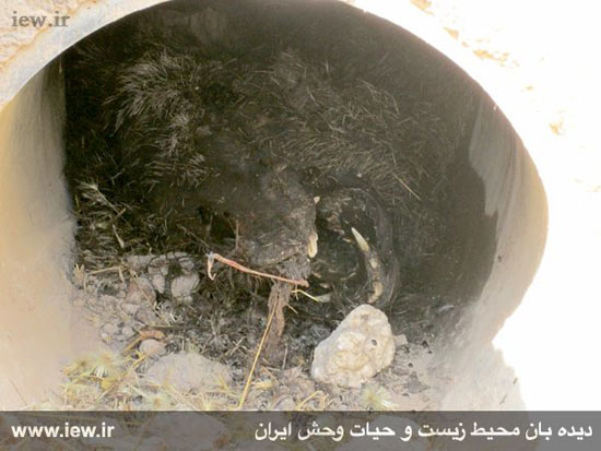 کشتار بی رحمانه 20 خوک وحشی در زنجان
