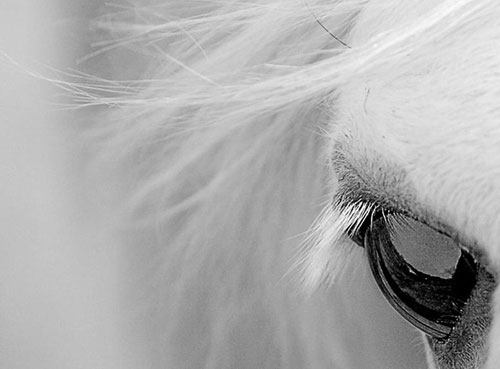 عکس: در دنیای پرشکوه اسب‌های وحشی