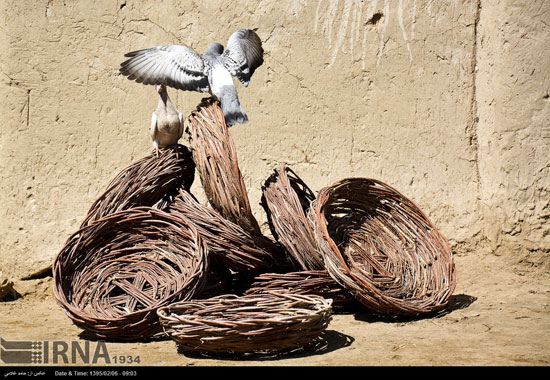 عکس: گزبافی در سیستان و بلوچستان