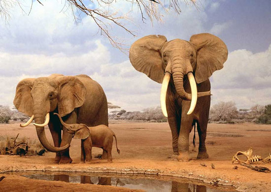 حافظه فیل‌ها تا چه اندازه خوب است؟