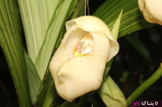 یک نوع گل که شبیه نوزاد داخل گهواره است
