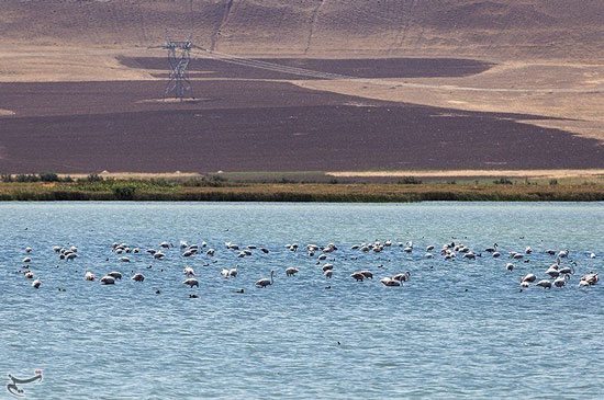 سفر هزاران فلامینگو به دریاچه ارومیه