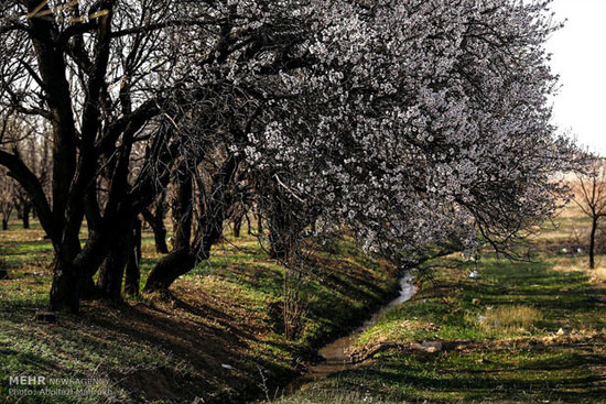 عکس: شکوفه های بهاری