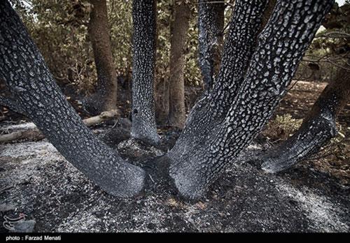 جنگل های زاگرس در آتش سوخت +عکس