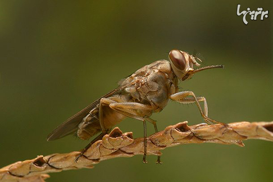 خطرناک‌ترین حشرات دنیا