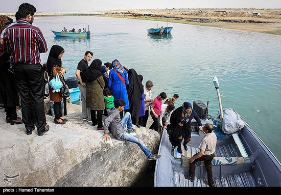 عکس:این دلفین‌ها جیب مردم را هدف گرفتند!