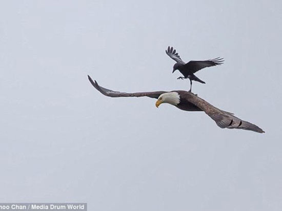 وقتی کلاغ از عقاب سواری می گیرد! +عکس