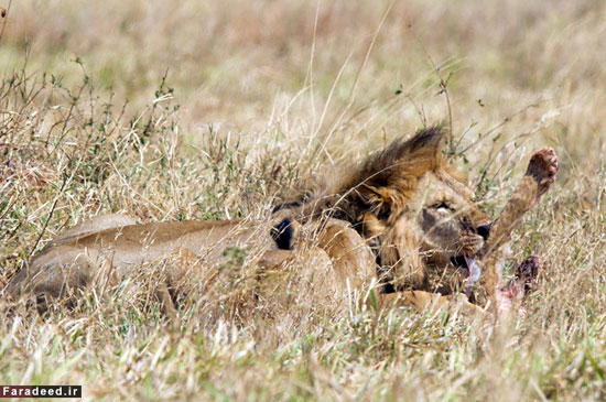 عکس: کشتن و خوردن توله‌شیر توسط شیر نر