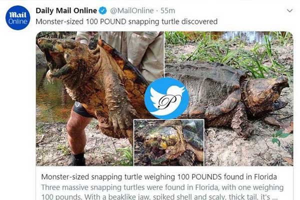 کشف لاک‌پشت ۴۵کیلویی در فلوریدا