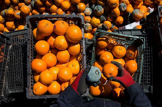 عکس: فاسد شدن پرتقال های شب عید