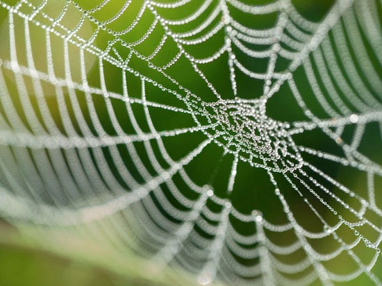 تولید تار عنکبوت مصنوعی با قدرت و انعطاف‌پذیری بالا در آزمایشگاه