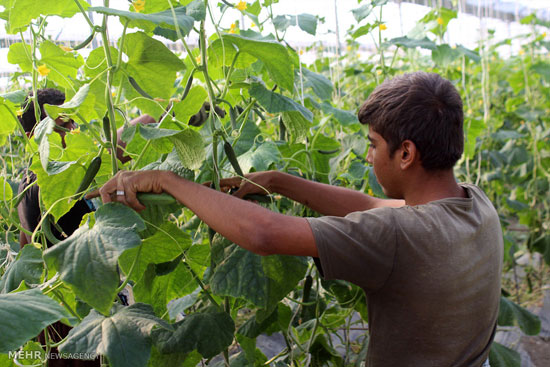 عکس: برداشت خیار گلخانه‌ای در هرمزگان