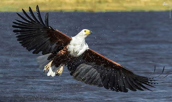 عکس: نبرد عقاب‌ها برسر یک ماهی