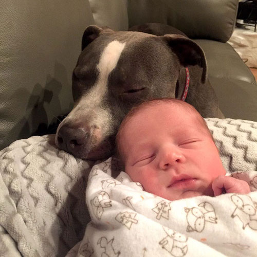 استقبال گرم حیوانات خانگی یک زوج از نوزاد جدید خانواده