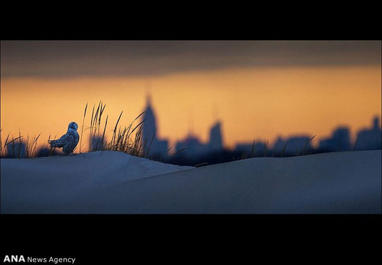 عکس‌های برتر مسابقه عکاسی Audubon در بخش پرندگان