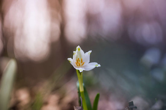 پروژه‌ عکاسی از گل‌ های کمیاب بهاری