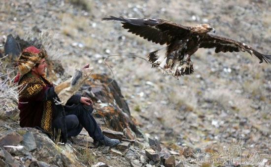 عکس: جشنواره عقاب طلایی در مغولستان