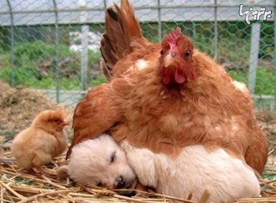 مرغ های مادر هرکاری برای بچه هایشان می کنند