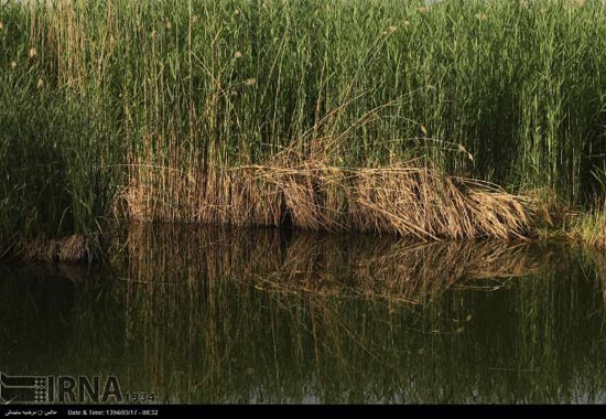 دریاچه زریوار، نگینِ شیرین کردستان +عکس