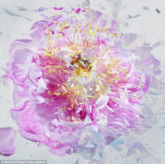 تصاویر بی نظیر از شلیک به گلهای یخ زده