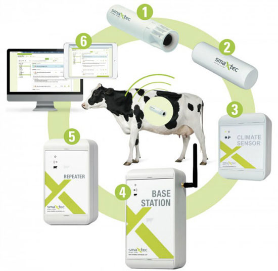 این گاوها به هنگام خطر برای شما پیامک می فرستند