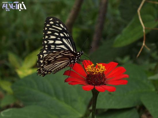گزارش تصویری: باغ پروانه ها در سری لانکا