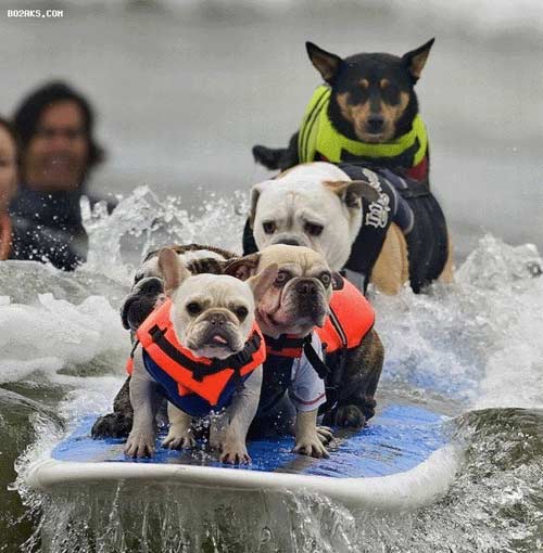 وقتی سگ ها موج سواری می کنند