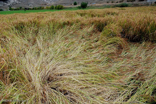 عکس: برداشت برنج در آذربایجان