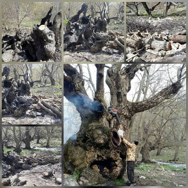 قطع درخت ۷۰۰ساله گردو در منطقه «کهمان»