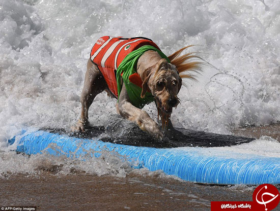 رقابت عجیب موج سواری سگ‌ها