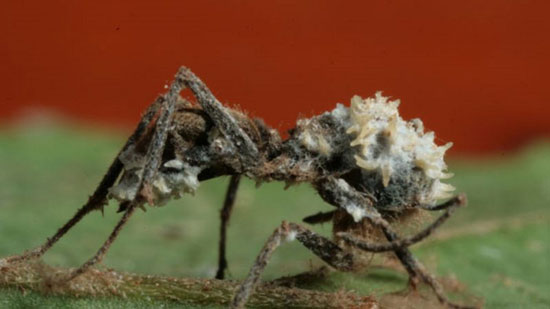 این قارچ انگلی مورچه ها را زامبی میکند