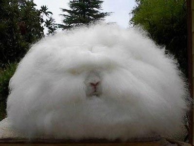 عجیب‌ترین خرگوش دنیا +عکس