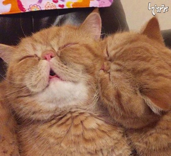عکس: گربه ها عاشق می شوند!