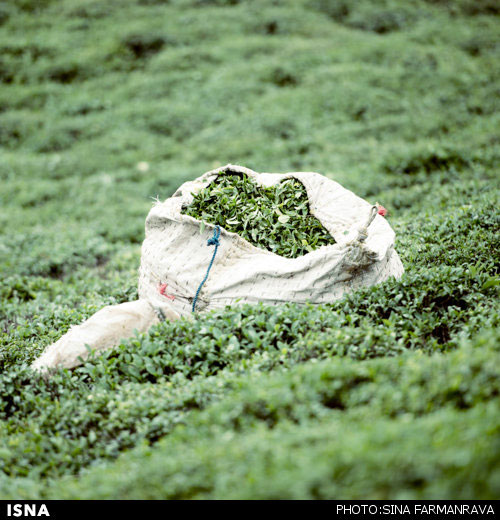 تصاویری دیدنی از برداشت چای در گیلان