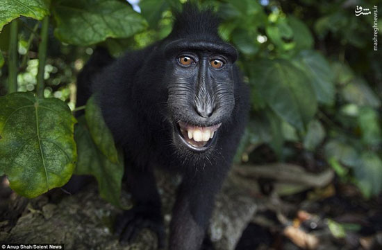 ذوق زدگی میمونها از دیدن دوربین!