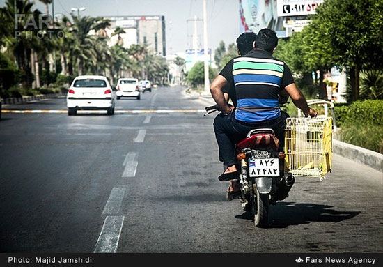 عکس: بازار فروش پرندگان در بندرعباس