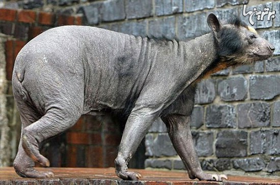 حیوانات بدون مو چقدر زشت هستند! +عکس