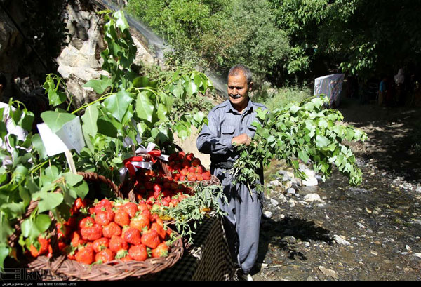 جشنواره توت فرنگی در «شیان»