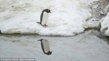تصاویری جالب از یک پنگوئن خودشیفته!