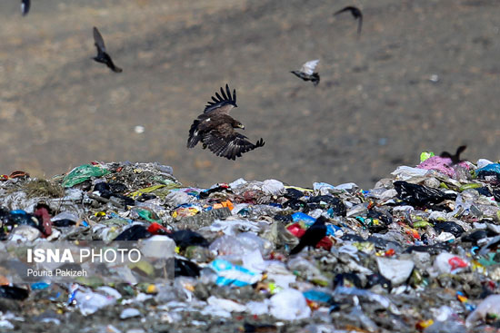 محل دفن زباله‌ها و عقاب‌های آشغالی
