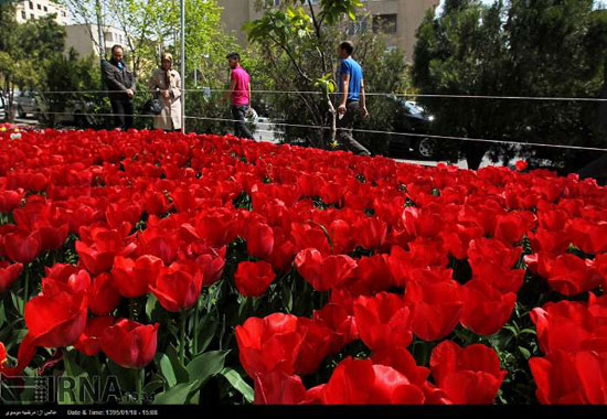 عکس: كاشت لاله به ياد مادر در تهران