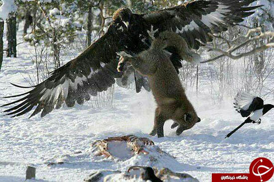 عقابی که به تصویربردار هم رحم نکرد +عکس