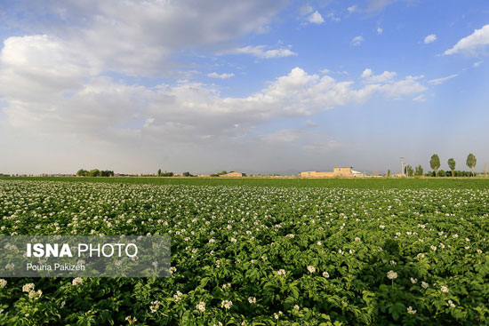 از کاشت تا برداشت «سیب زمینی»