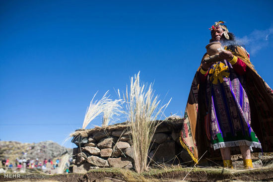 عکس: آئین چیدن پشم دام در پرو‎